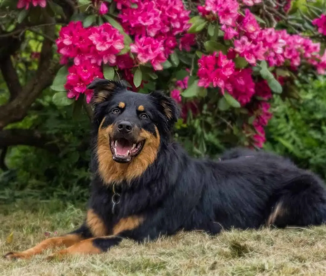altdeutscher hütehund mit blumen im hintergrund