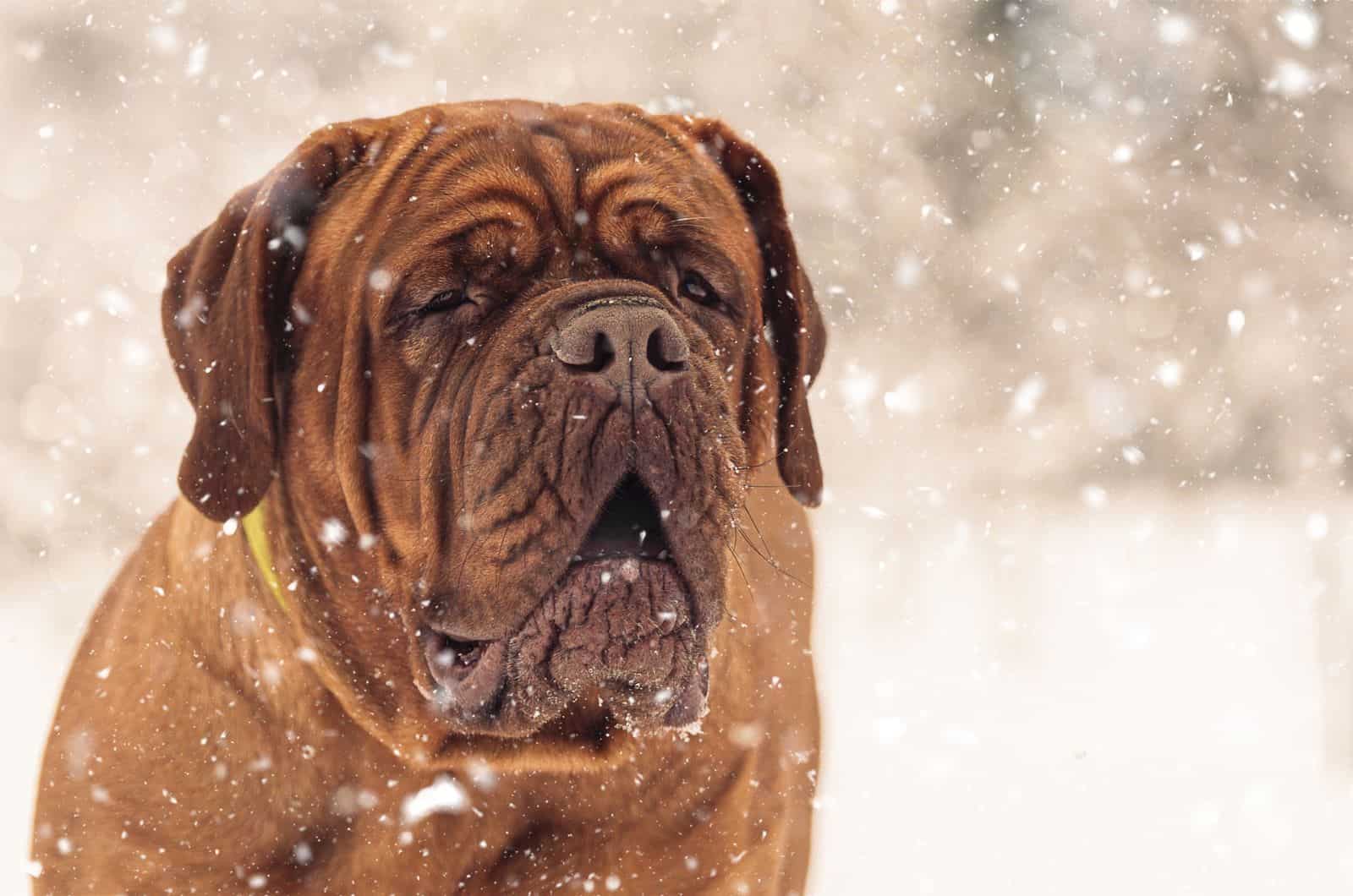 bordeaux dogge im schnee