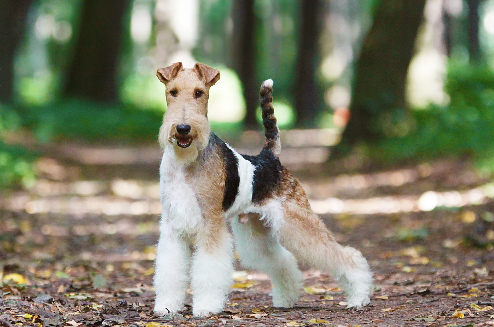 drachthaar foxterrier