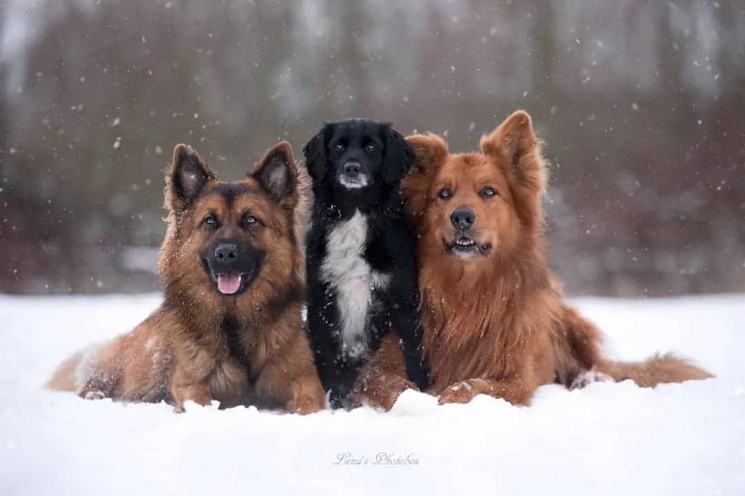 drei Hunde posieren