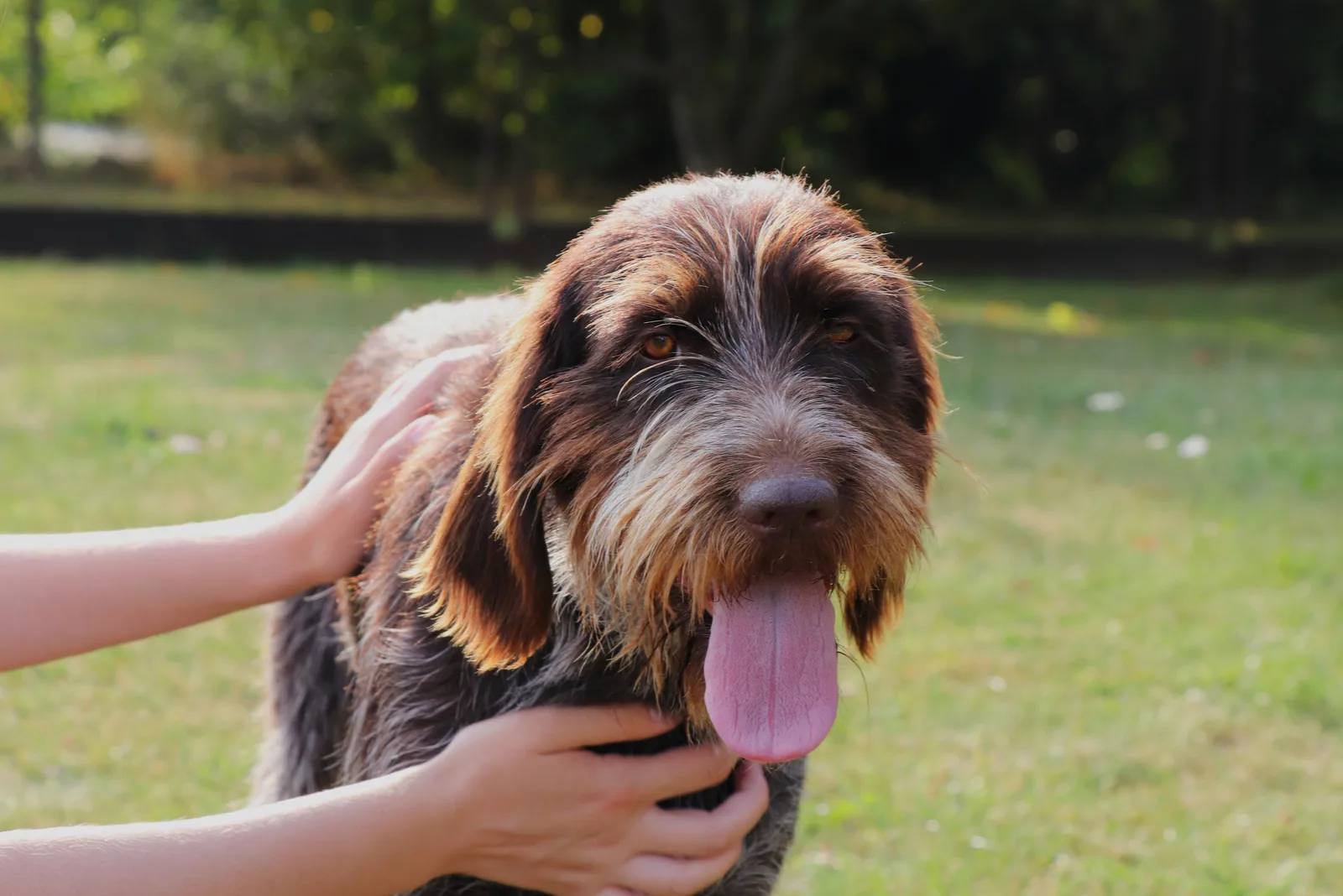 eine Frau, die einen Hund streichelt