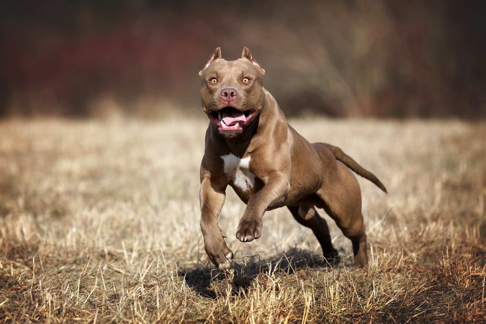 eine amerikanische bulldogge rennt über das feld