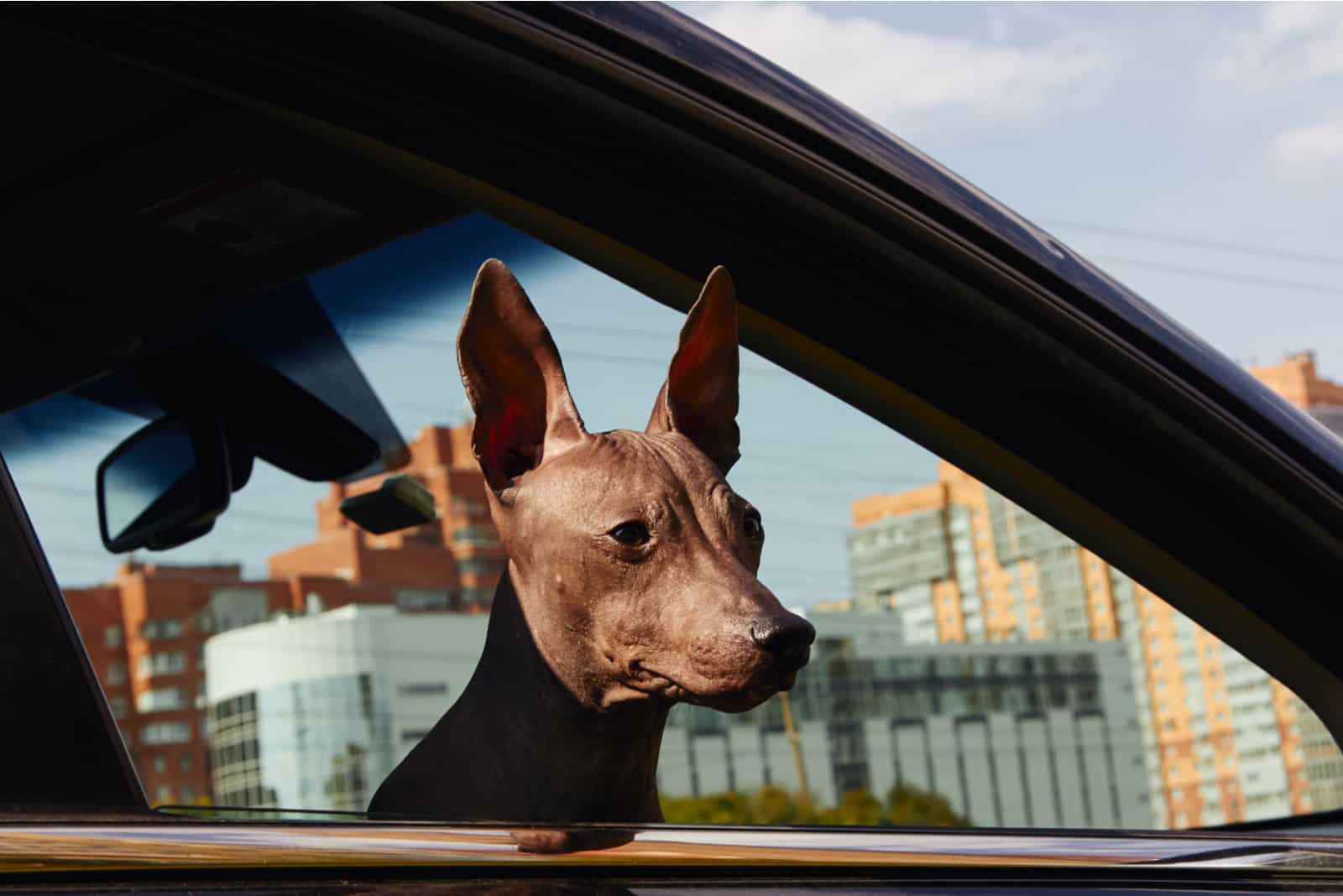 American Hairless Terrier schaut aus dem Autofenster