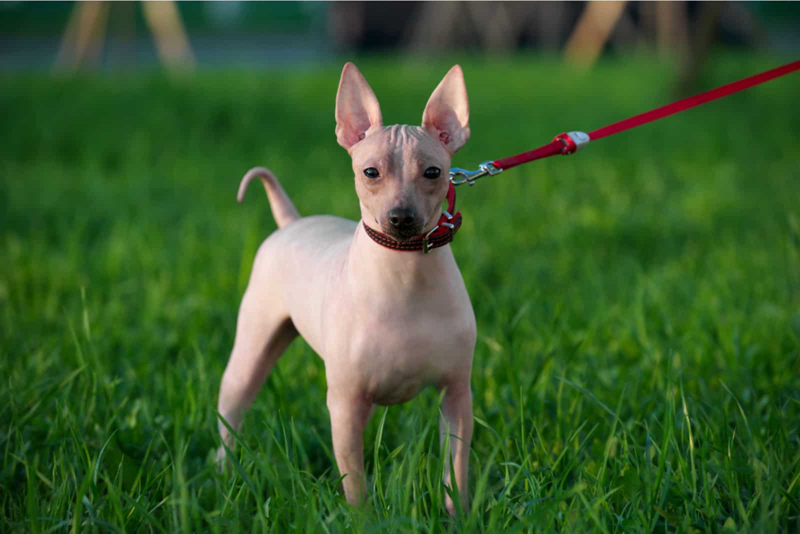 American Hairless Terrier stehend auf Gras
