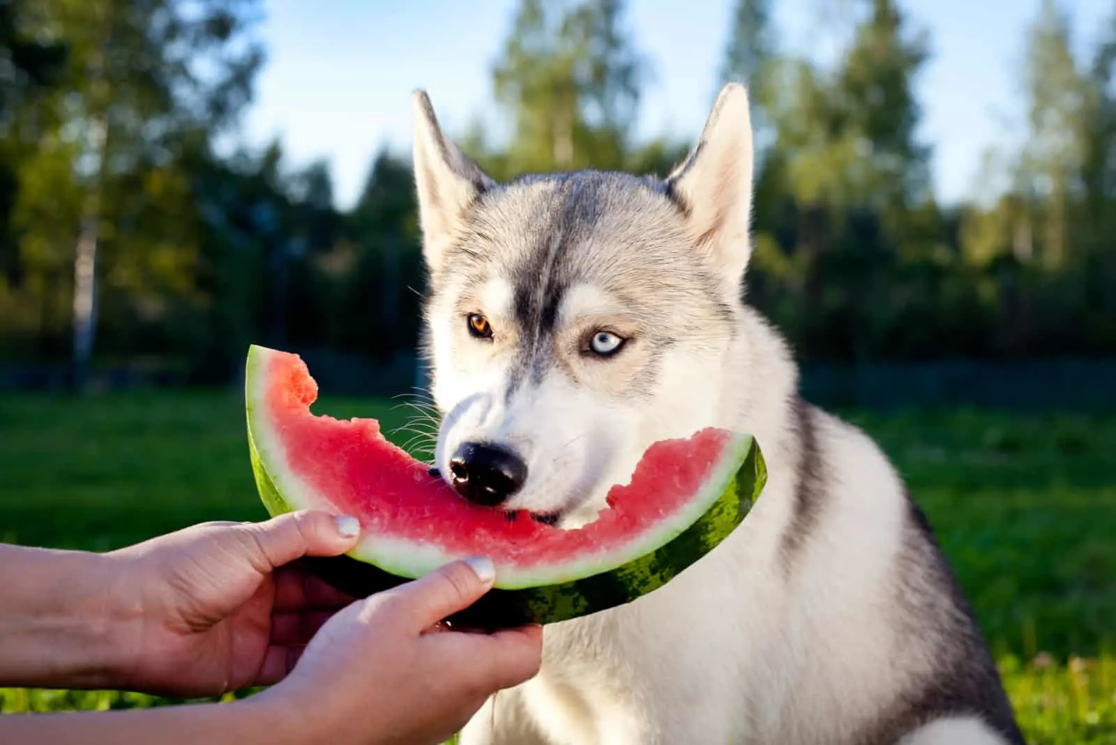 Besitzer füttert Hund Wassermelone