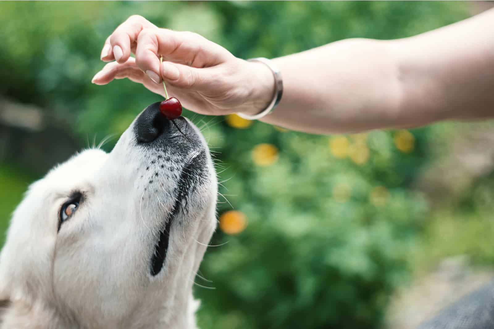 Besitzer lässt Hund Cherie schnüffeln