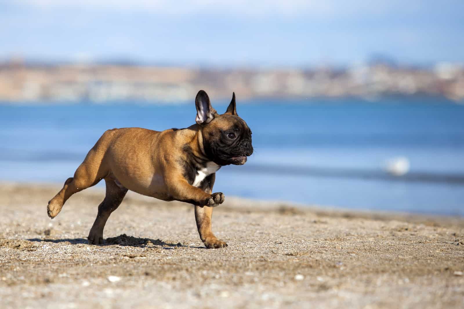 Bulldogge läuft am Strand entlang