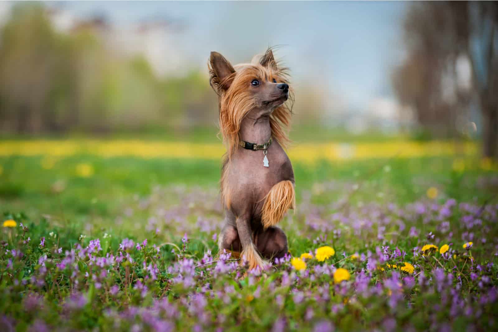 Chinesischer Schopfhund, der im Blumenfeld spazieren geht