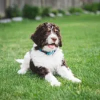 Bernedoodle sitzt draußen auf Gras