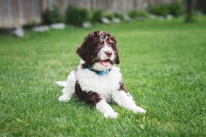 Bernedoodle sitzt draußen auf Gras