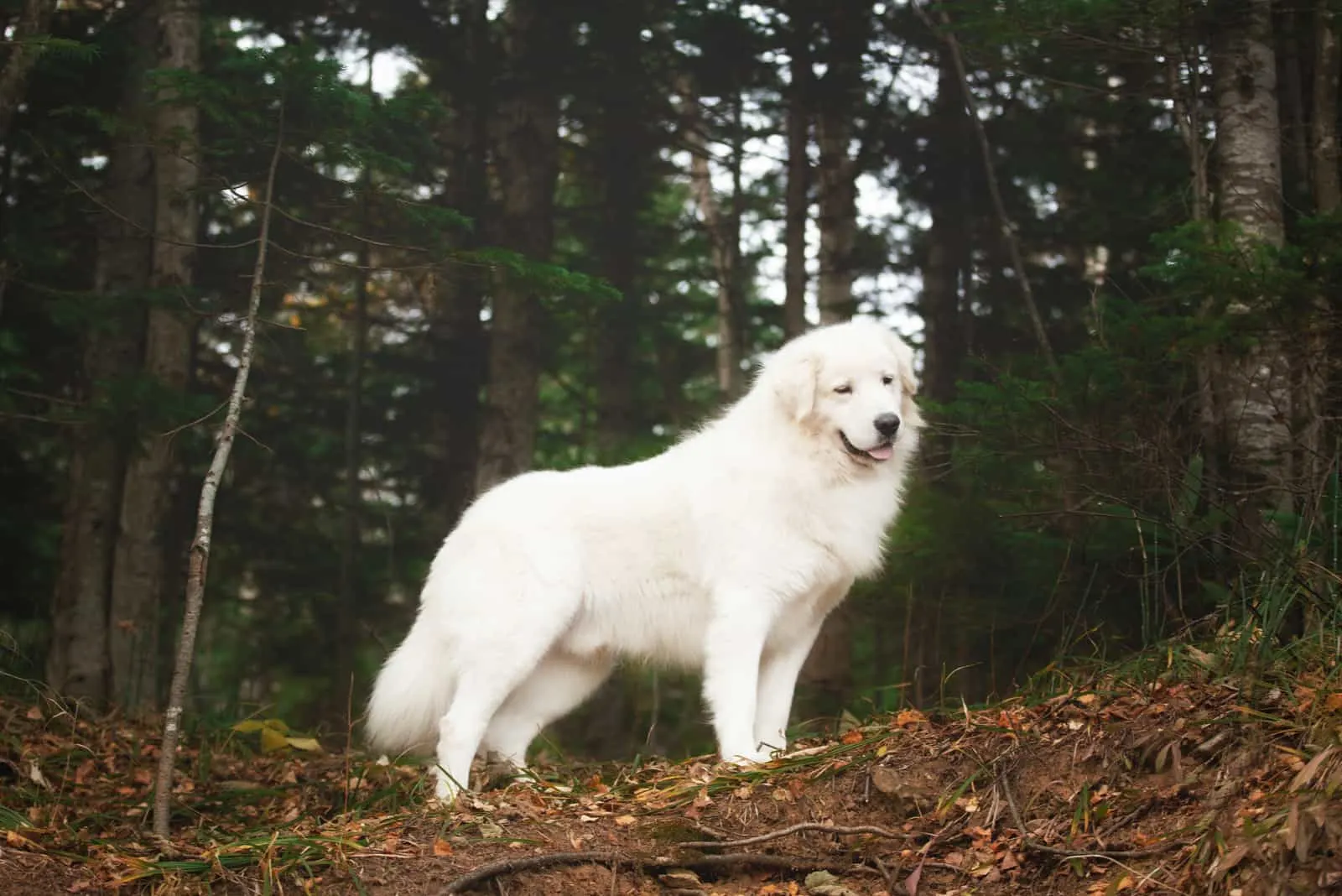 Der Maremmen-Abruzzen Schäferhund steht im Wald