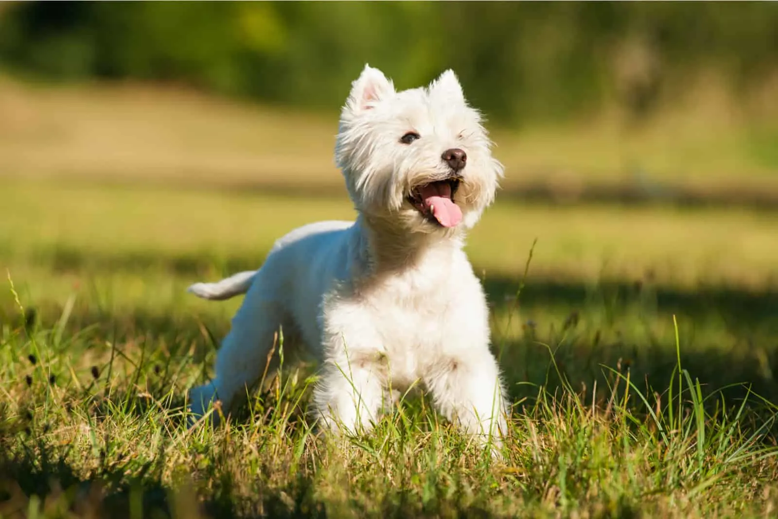Der West Highland White Terrier steht in einem Feld mit ausgestreckter Zunge