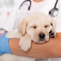 Hund schläft in den Armen des Tierarztes