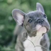graue französische Bulldogge draußen
