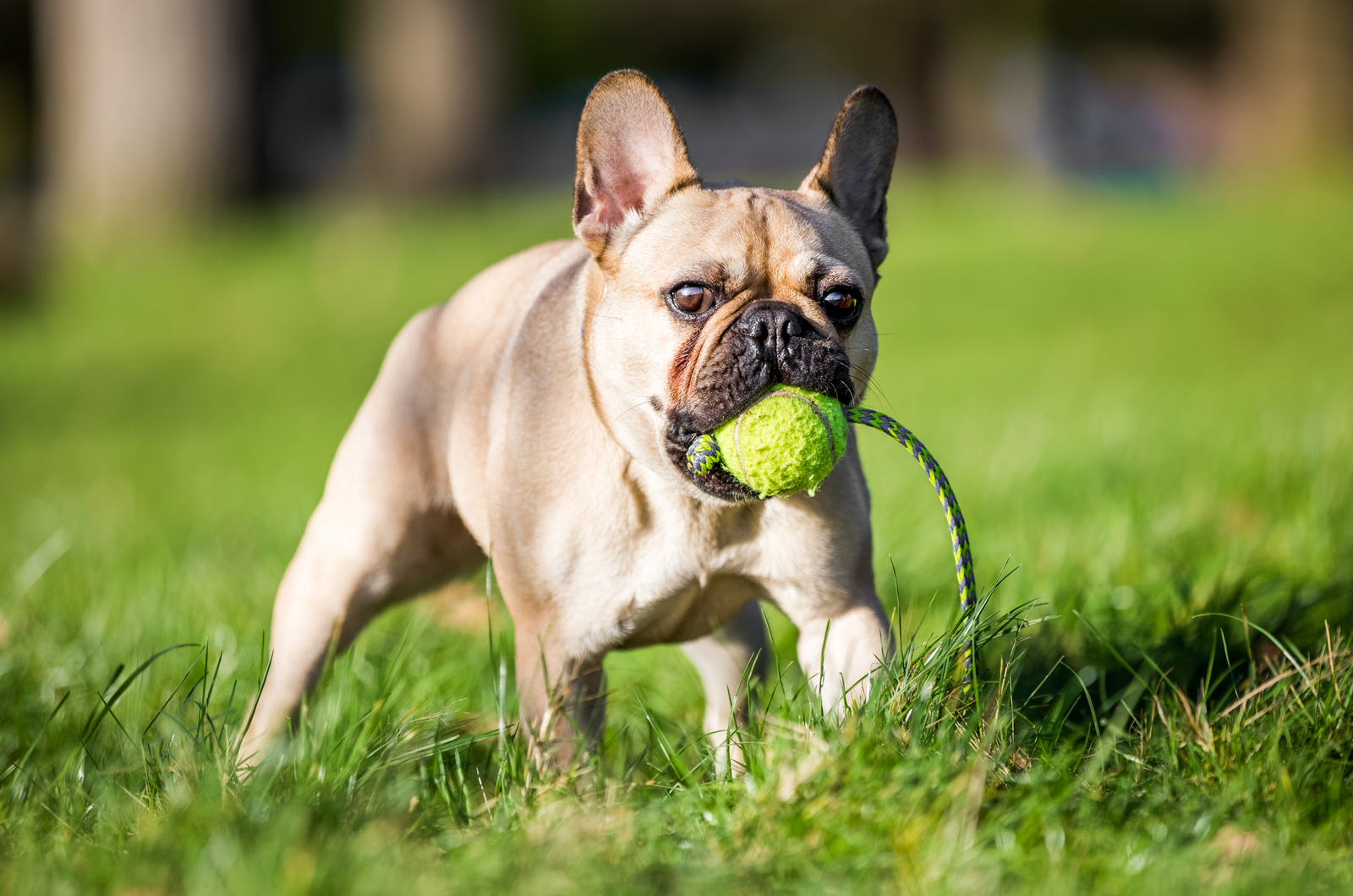 Französische Bulldogge, die draußen mit Ball spielt