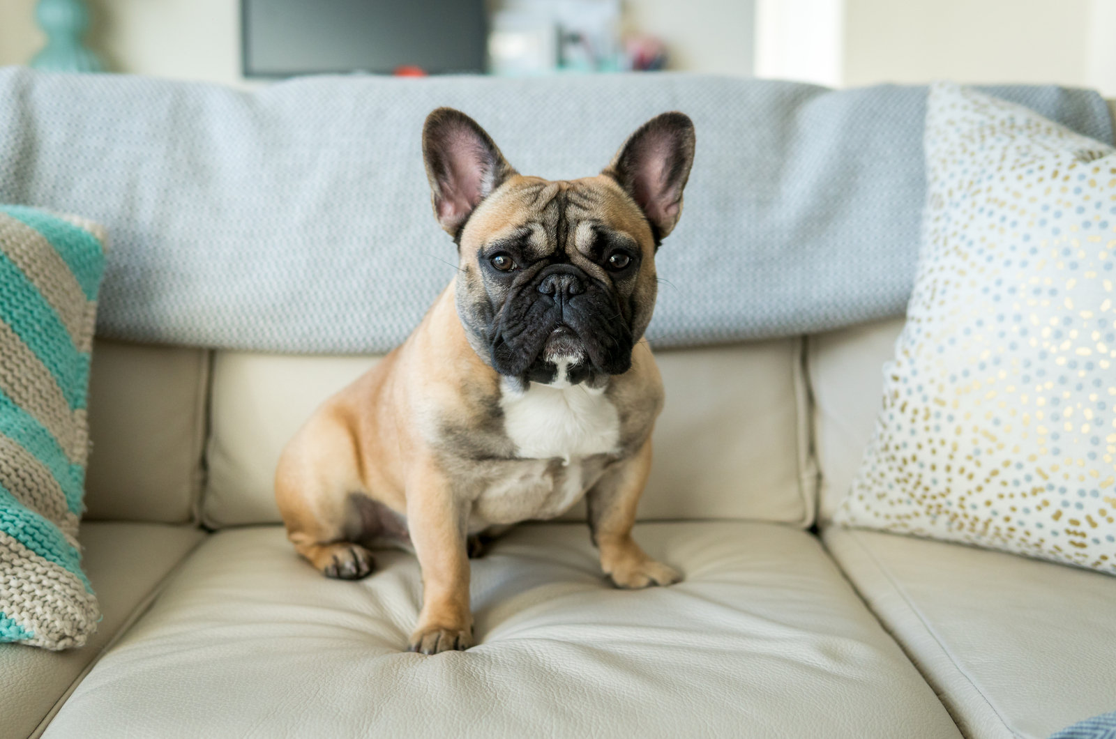 Französische Bulldogge sitzt auf dem Sofa