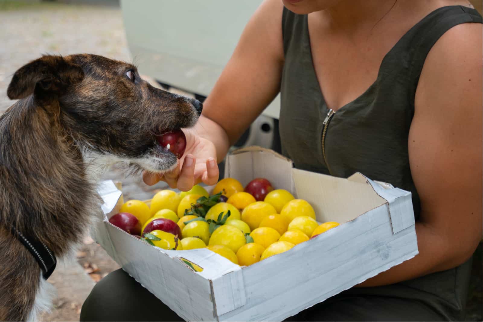 Frau füttert Hund mit Obst