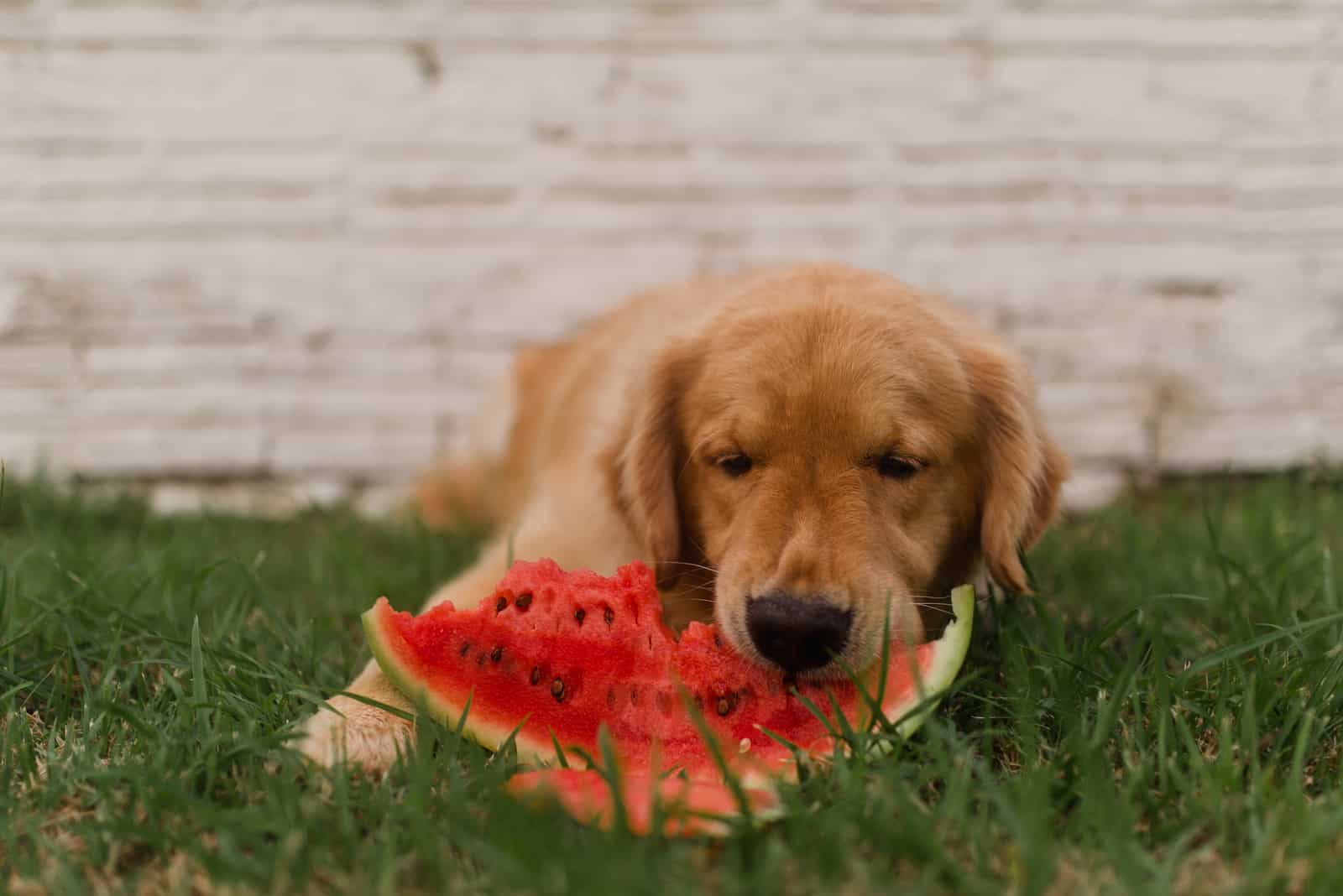 Hund frisst draußen Wassermelone