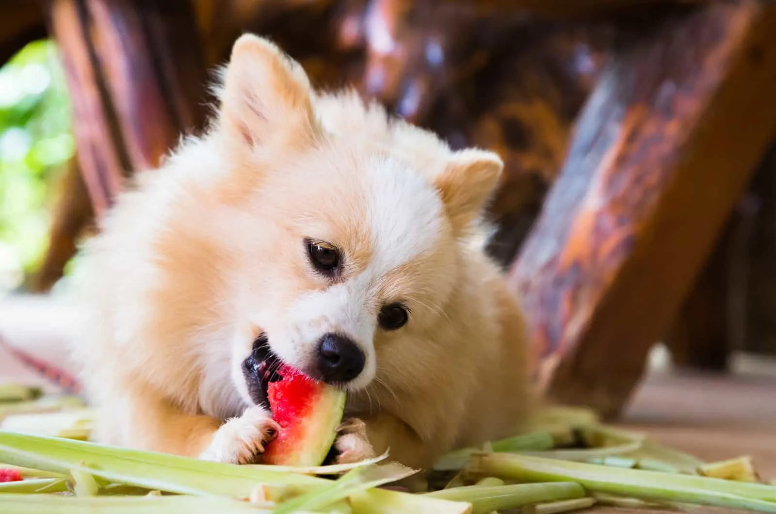 Hund liegt auf dem Boden und isst Wassermelone