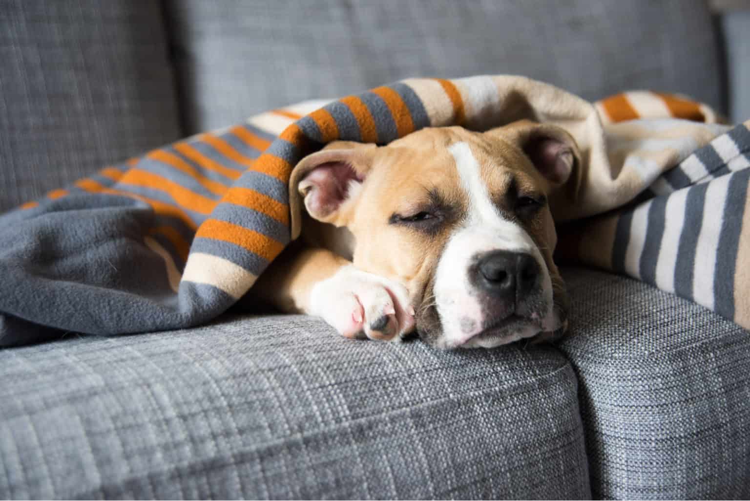 Mein Hund erbricht weißen Schaum ‒ Was tun?