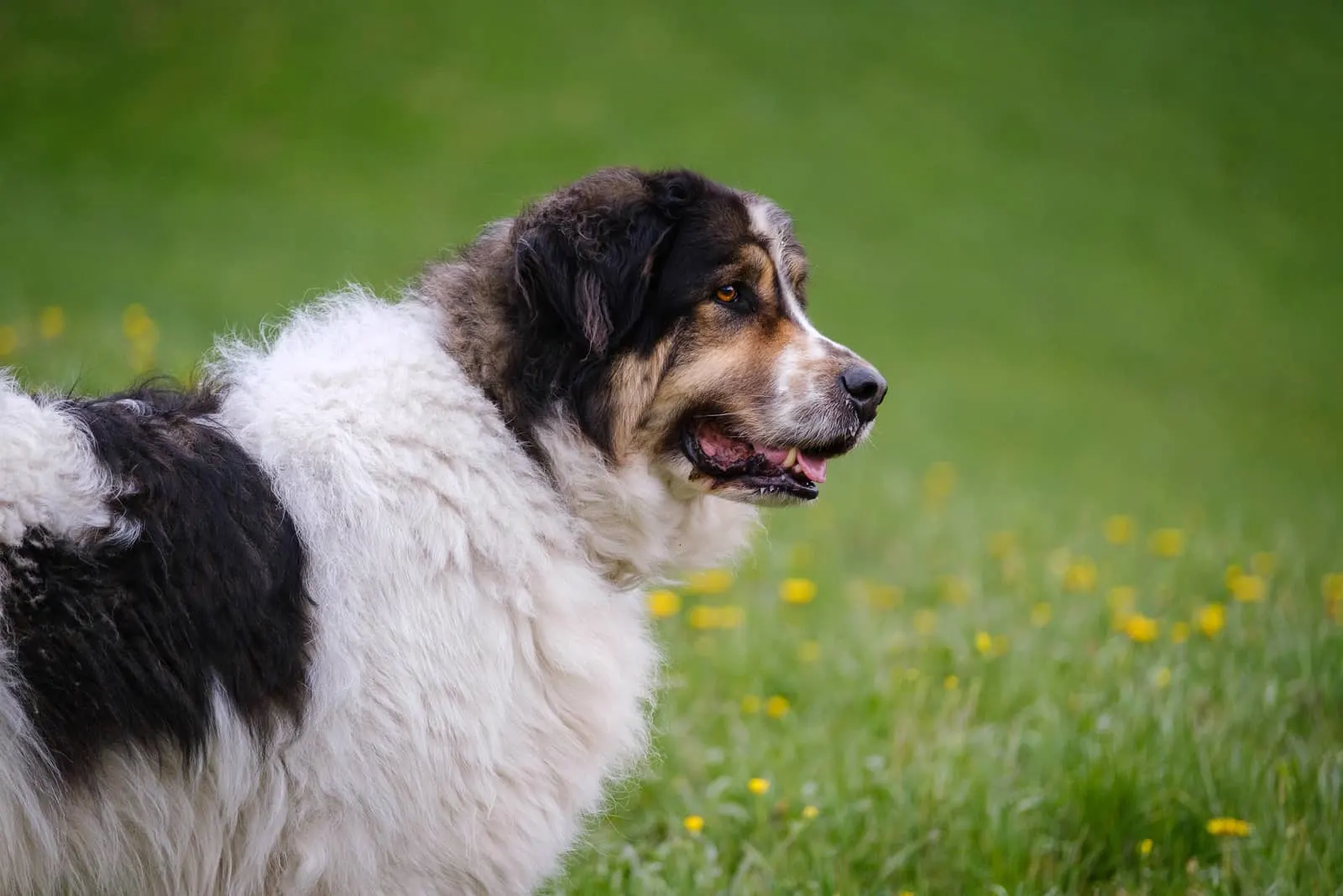 Kroatischer Schäferhund, der draußen auf Gras steht