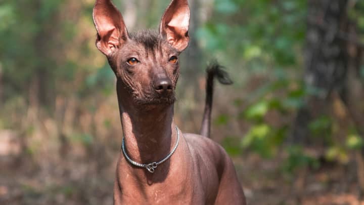 Nackthunde ‒ nicht nur zottige Hunde sind unwiderstehlich