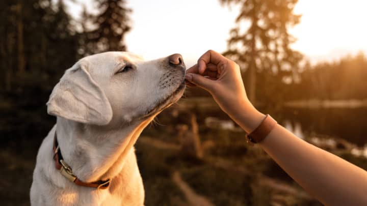 Ochsenziemer für Hunde ‒ Das solltest du darüber wissen!