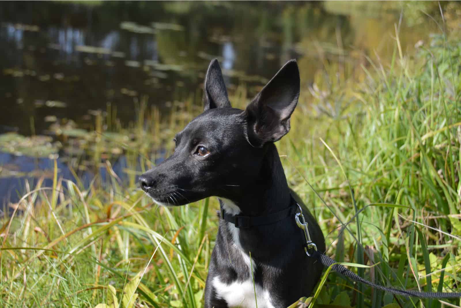 Porträt von Hund sitzt am Teich