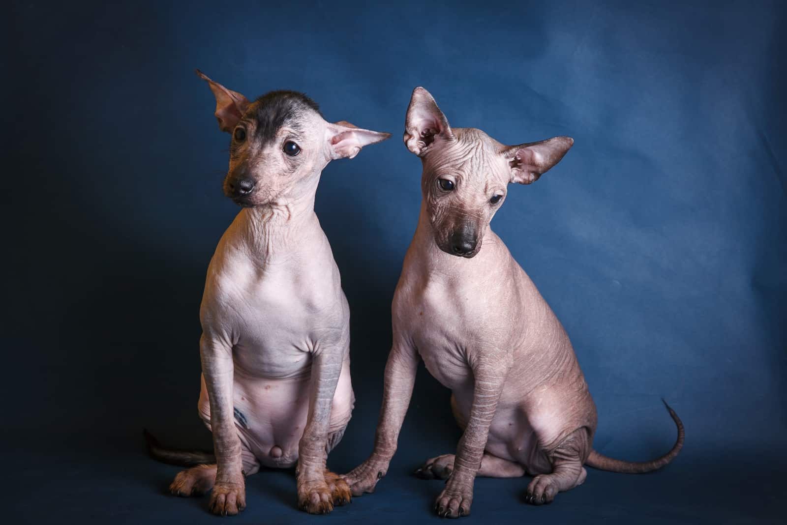 Porträt von zwei Hunden vor blauem Hintergrund