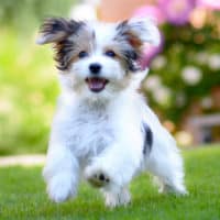 ein schöner weißer hund läuft über das feld