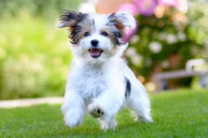 ein schöner weißer hund läuft über das feld