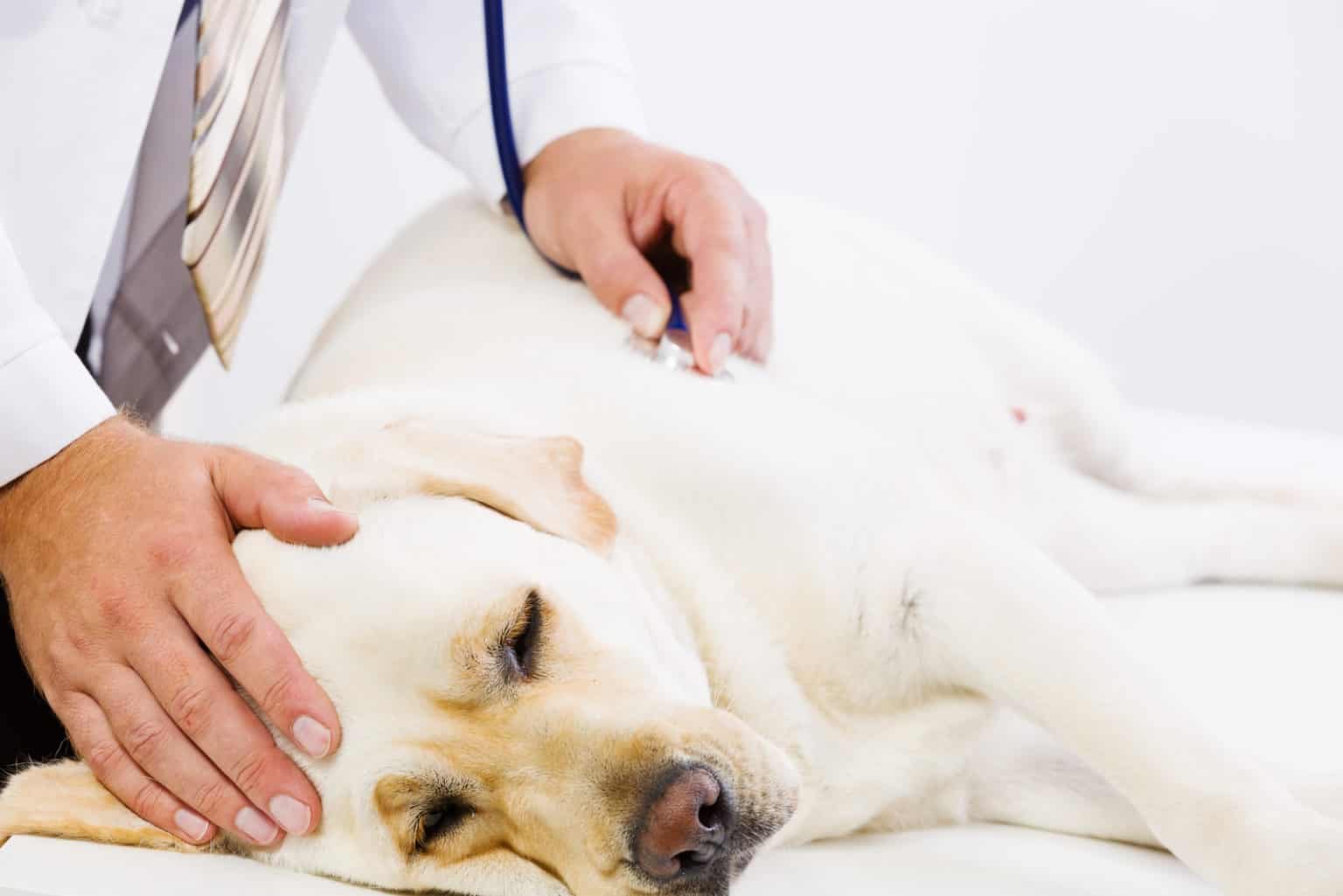 Mein Hund erbricht weißen Schaum ‒ Was tun?