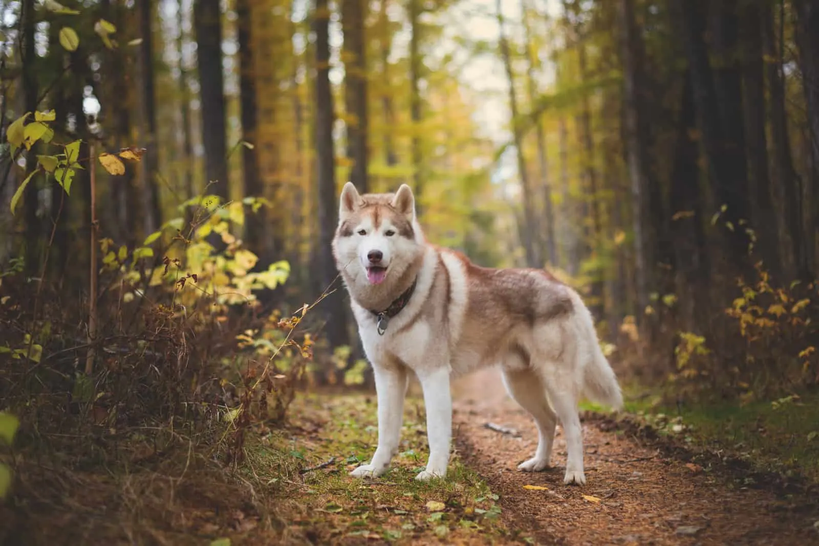 ein schöner sibirier steht im wald