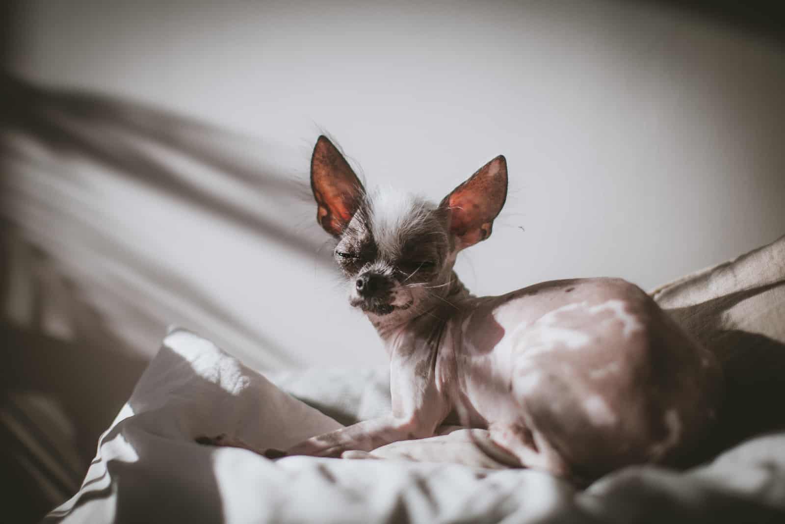 schläfriger haarloser Chihuahua
