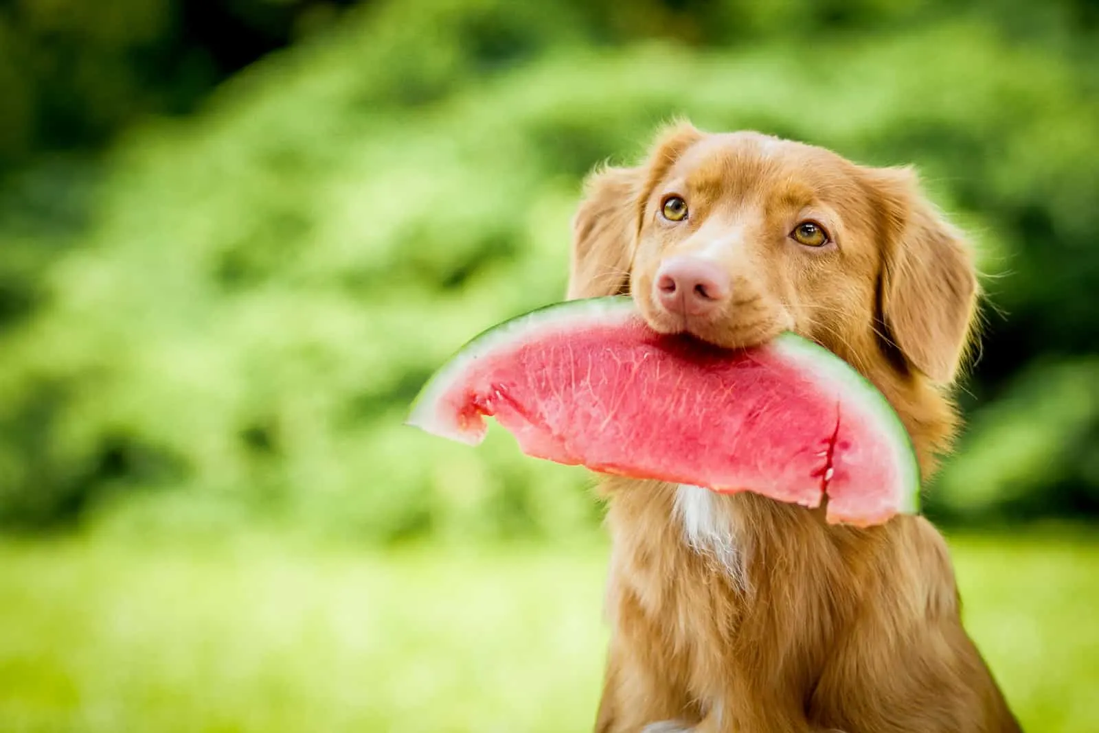 süßer Hund, der draußen sitzt und eine Scheibe Wassermelone hält