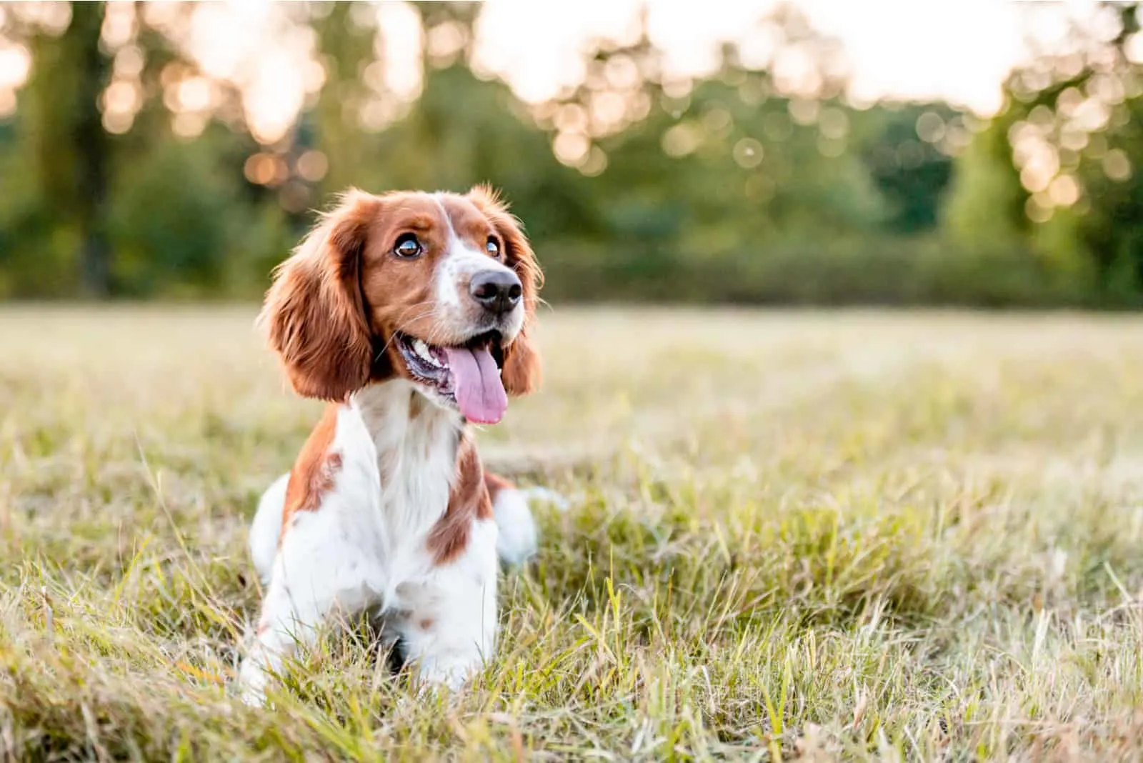 süßer Hund steht draußen auf dem Feld
