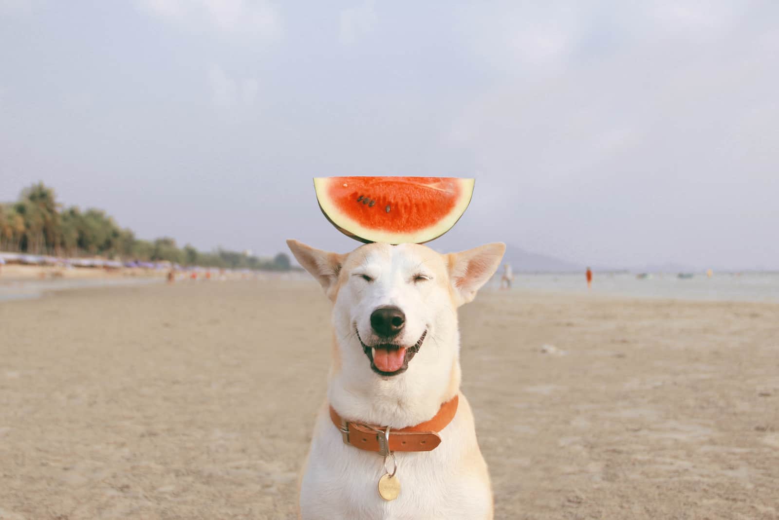 weißer Hund balanciert Wassermelone auf dem Kopf
