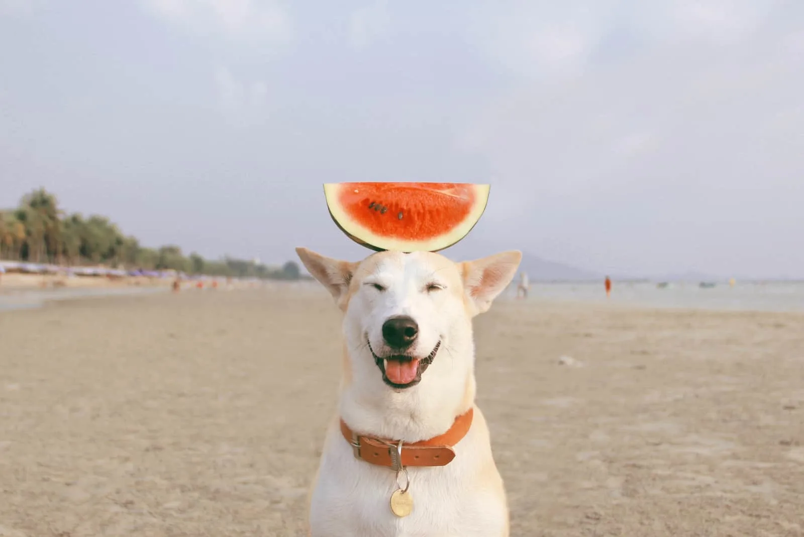 weißer Hund balanciert Wassermelone auf dem Kopf