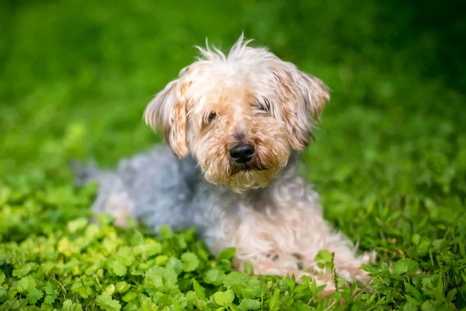 yorkshire poo Hund liegt auf Gras