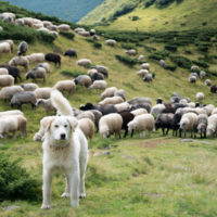 Hund steht vor Schafen