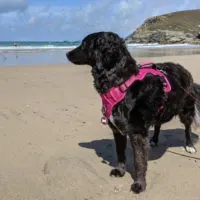 schwarzer Hund steht am Strand