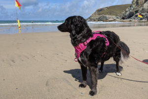 schwarzer Hund steht am Strand