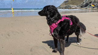 schwarzer Hund steht am Strand
