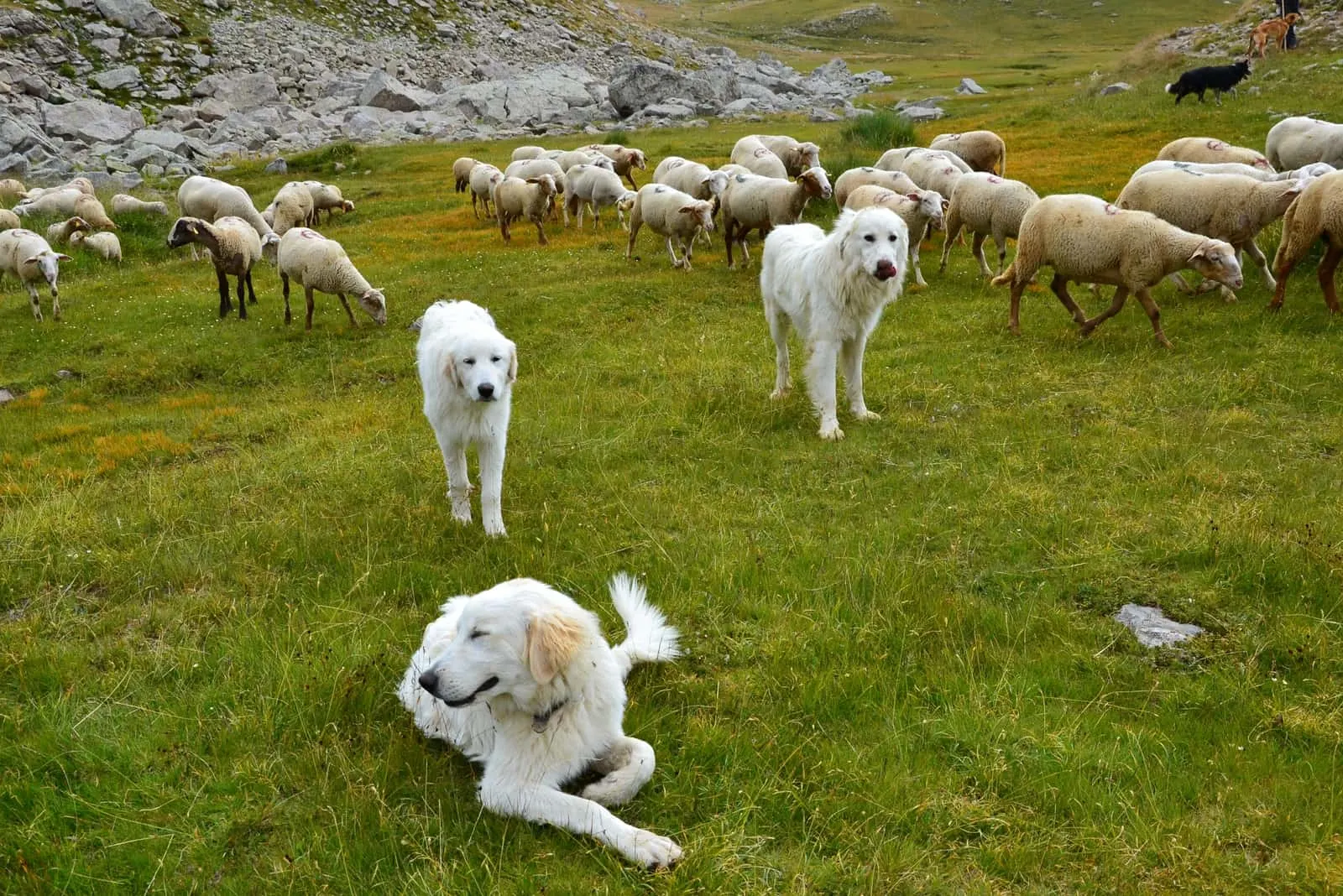 Drei Hunde gehen mit Schafherde auf den Berg