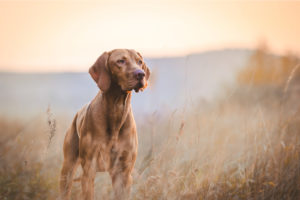 Hund steht bei Sonnenuntergang im Feld