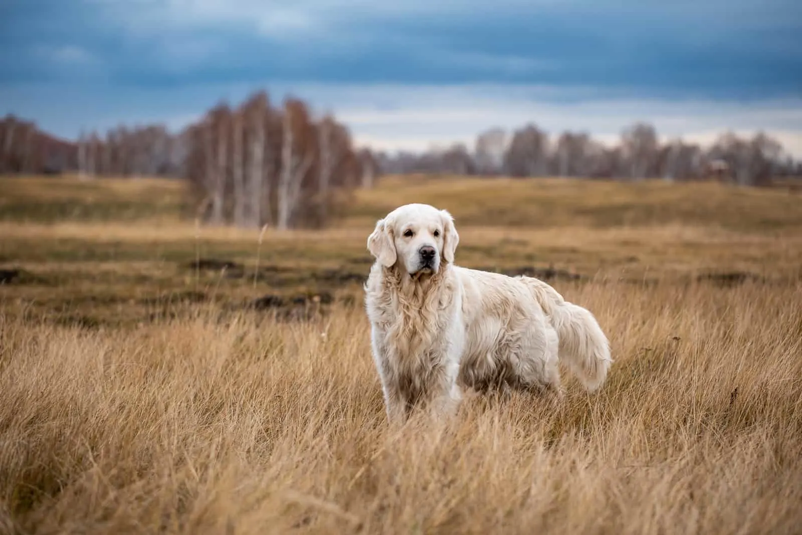 Labrador Retriever steht im Feld und schaut weg