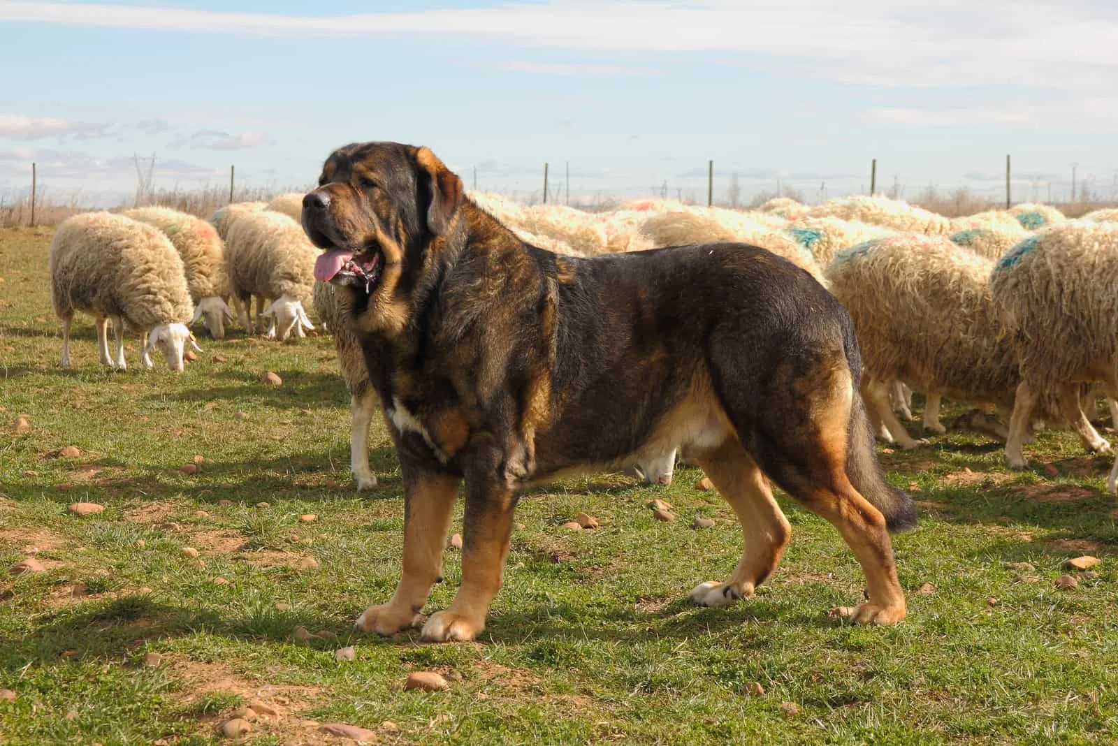 Spanischer Mastiff, der draußen Schafe bewacht