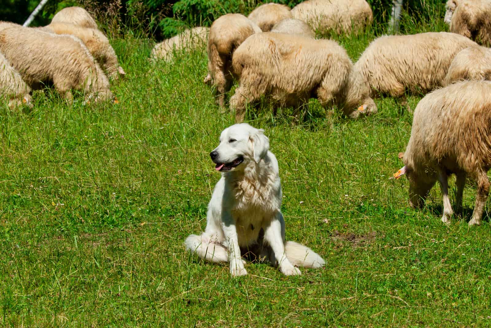 Tatra-Schäferhund sitzt auf Gras und bewacht Schafe