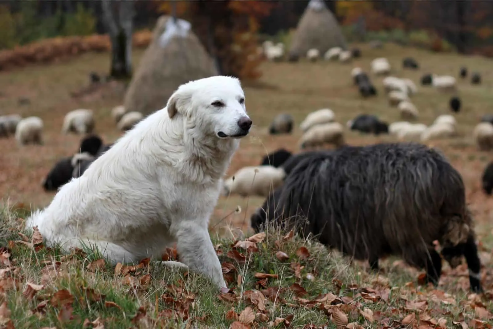 weißer Hund bewacht Schafherde