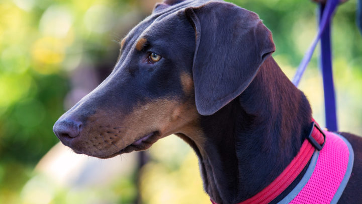 Blauer Dobermann ‒ ein Syndrom ‒ warum sind die Vierbeiner blaufarbig?